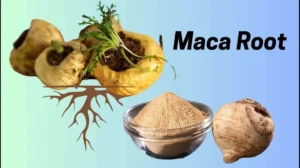 Does Maca Root Make You Gain Weight?