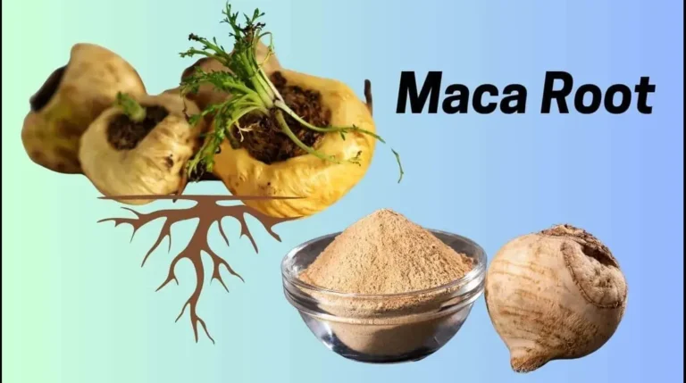 Does Maca Root Make You Gain Weight?