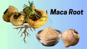 Does maca root make you gain weight