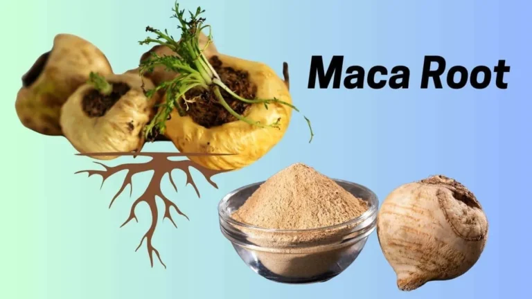 Does maca root make you gain weight