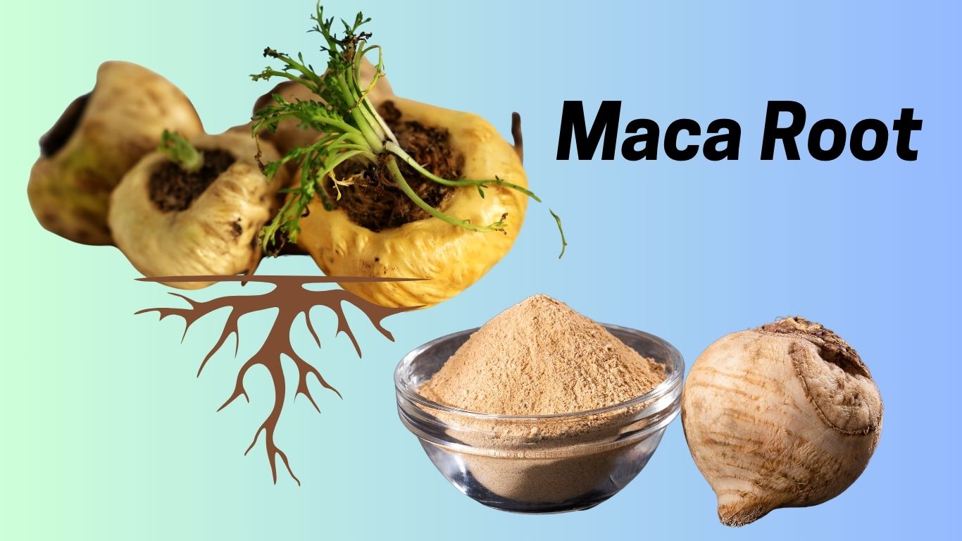 does maca root make you gain weight