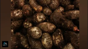 6 Surprising Health Benefits of Taro Root