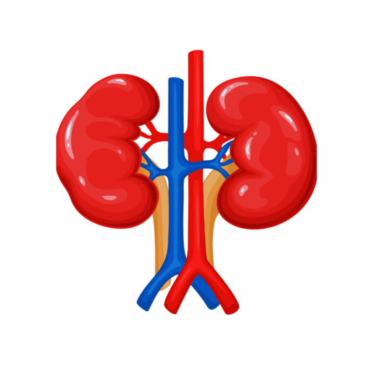 Kidney