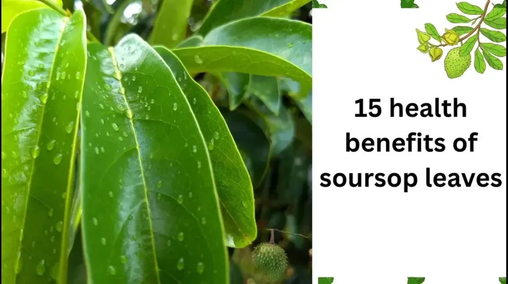15 health benefits of soursop leaves