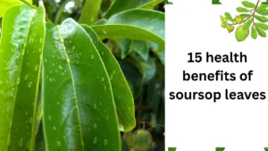 15 health benefits of soursop leaves