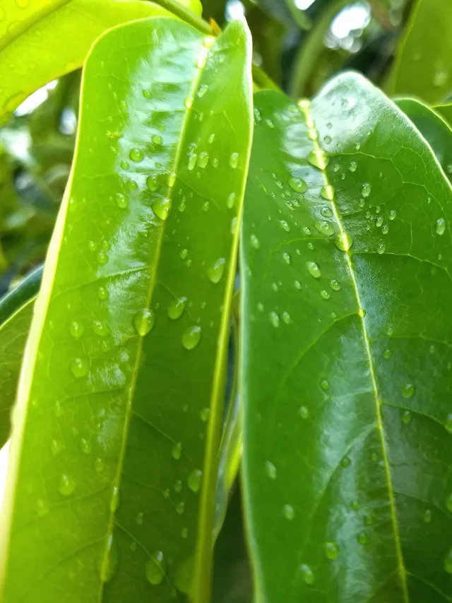 10 health benefits of soursop leaves