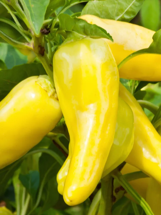 Health benefits of banana peppers